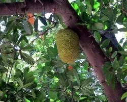 Artocarpus heterophyllus