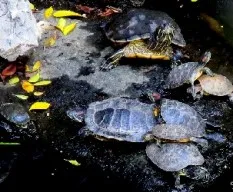 Trachemys scripta elegans