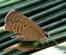 Mariposa, mariposa...