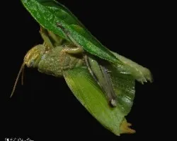 Anacridium aegyptium