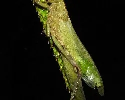 Anacridium aegyptium