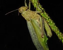 Anacridium aegyptium