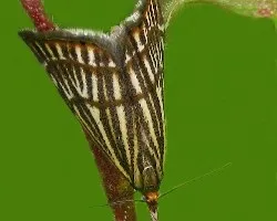 Chrysocrambus Craterellus