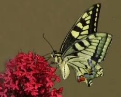 Macaón-Papilio machaon L