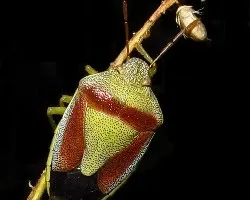 Pentatomidae