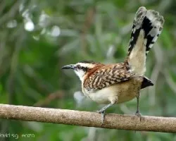 Campylorhynchus rufinucha