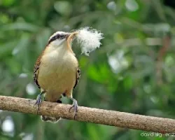 Campylorhynchus rufinucha