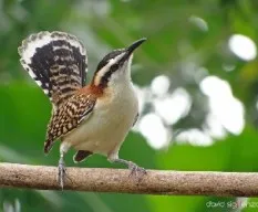 Campylorhynchus rufinucha