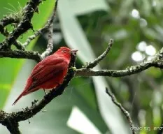 Piranga rubra