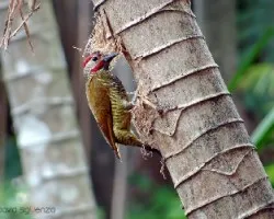 Colaptes rubiginosus