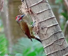 Colaptes rubiginosus