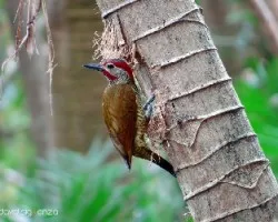 Colaptes rubiginosus