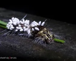Oruga parasitada