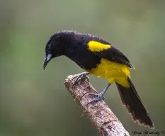Icterus prosthemelas