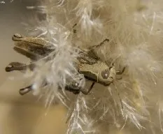 Eyprepocnemis plorans