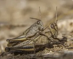 Eyprepocnemis plorans