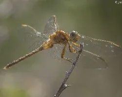 Orthetrum coerulescens