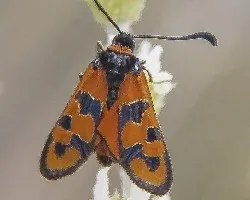 Zigaena fausta