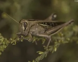 Eyprepocnemis plorans