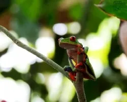Agalychnis callidryas