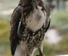 Buteo platypterus