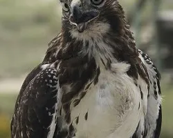 Buteo platypterus