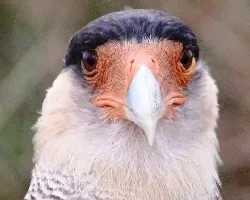 Caracara plancus