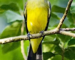 Tyrannus melancholichus