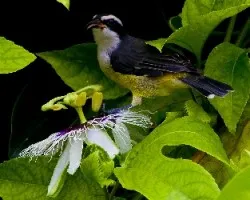 Coereba flaveola