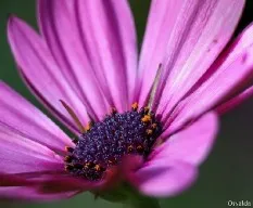 Osteospermum