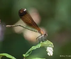 Calopteryx haemorrhoidalis (hembra juvenil)