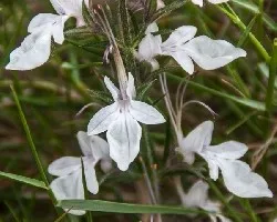 Teucrium pseudochanaepitys