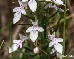 Teucrium pseudochanaepitys
