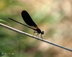 Calopteryx haemorrhoidalis (macho)