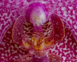 Orquideas (otra visión)