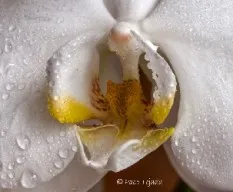 Orquideas (otra visión)