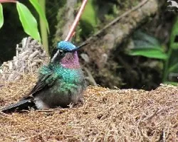 Lampornis calolaemus