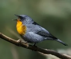 Oreothlypis gutturalis