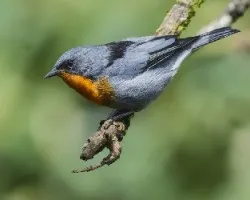 Oreothlypis gutturalis