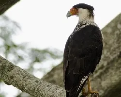 Caracara cheriway