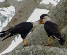 Caracara cheriway