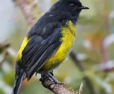 Phainoptila melanoxantha