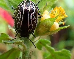 Coleóptero hecho arte