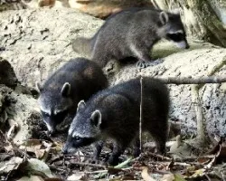 Ladronzuelos de antifaz
