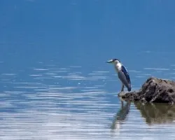 Nycticorax nycticorax