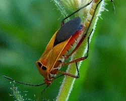 Chinche poniendo huevecillos