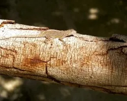 Urosaurus bicarinatus