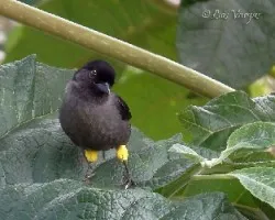 Pselliophorus tibialis