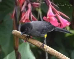 Pselliophorus tibialis