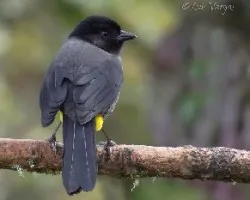 Pselliophorus tibialis